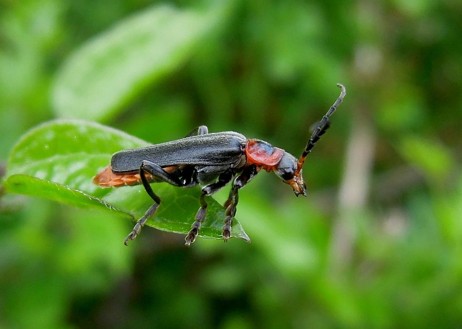 Cantharis ....